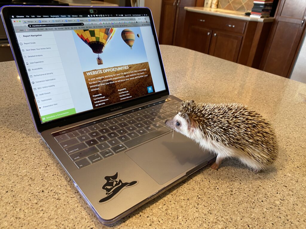 A hedgehog looking at a laptop computer.