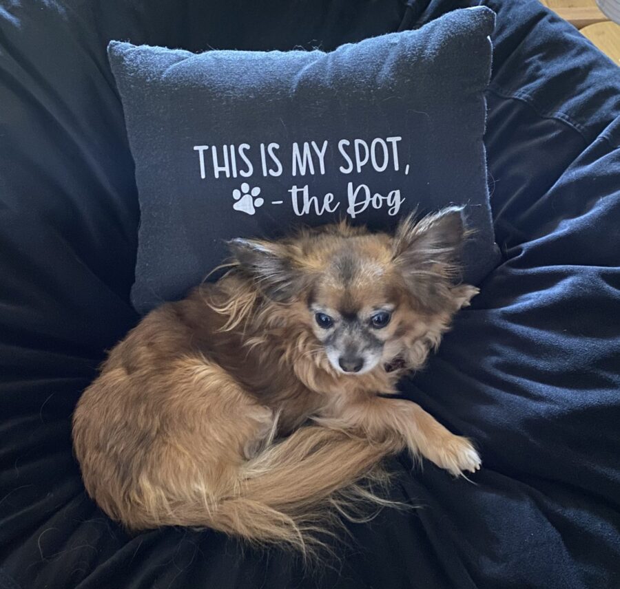 Pomchi laying in front of a pillow that says, "This is my spot. -the dog"