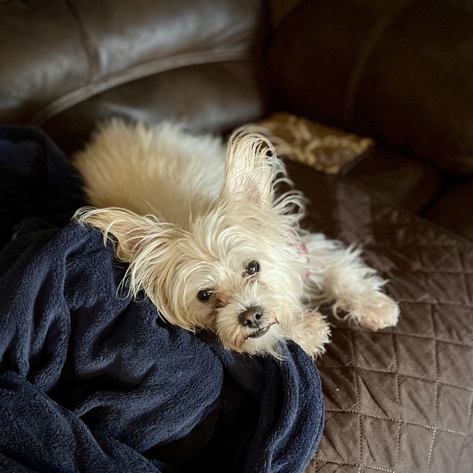 White Cairn Terrier looking up