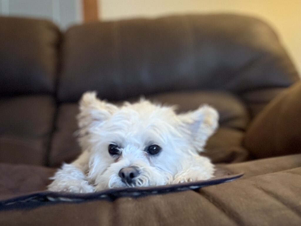 White Westie dog laying down.