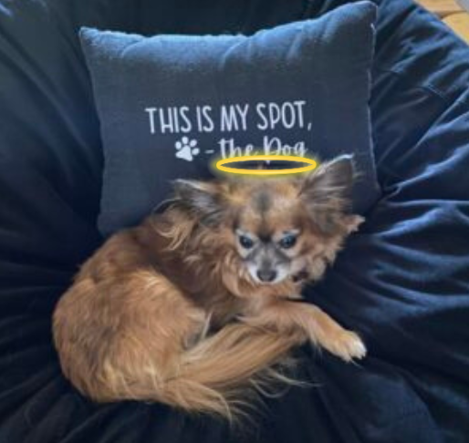 Pomchi with a halo.